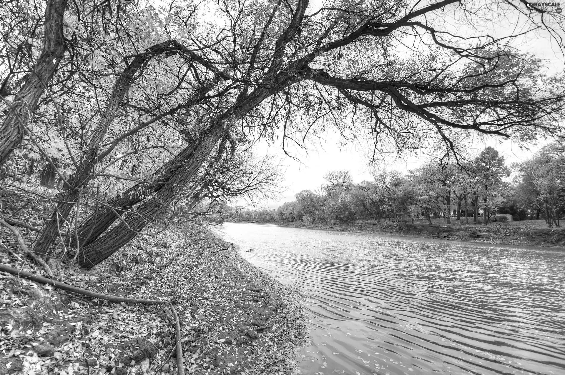 Yellow, River, trees, viewes, Leaf, autumn