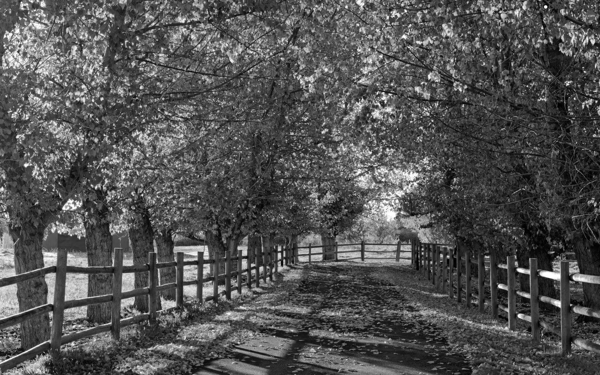 sun, fence, viewes, luminosity, Leaf, Way, trees, autumn, flash, ligh