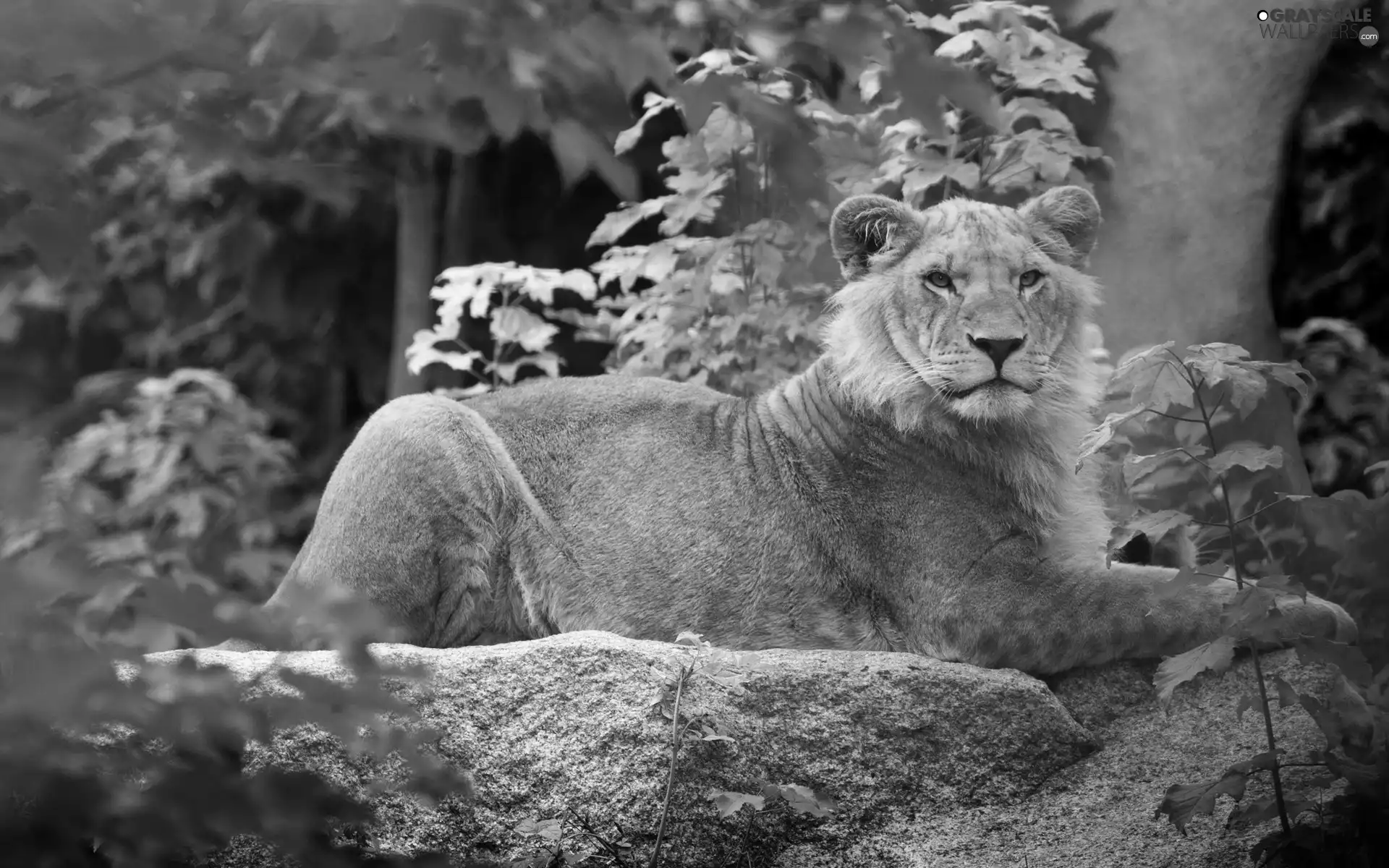 Lion, trees, viewes, Rocks