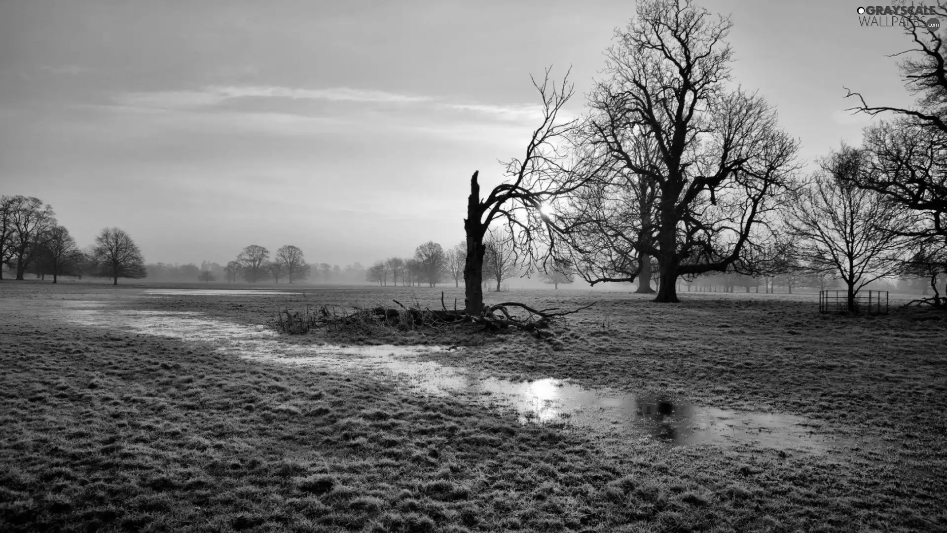 Meadow, west, trees, viewes, marshland, sun