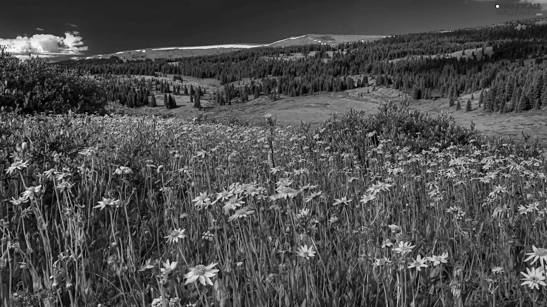 trees, viewes, Orange, Flowers, Meadow