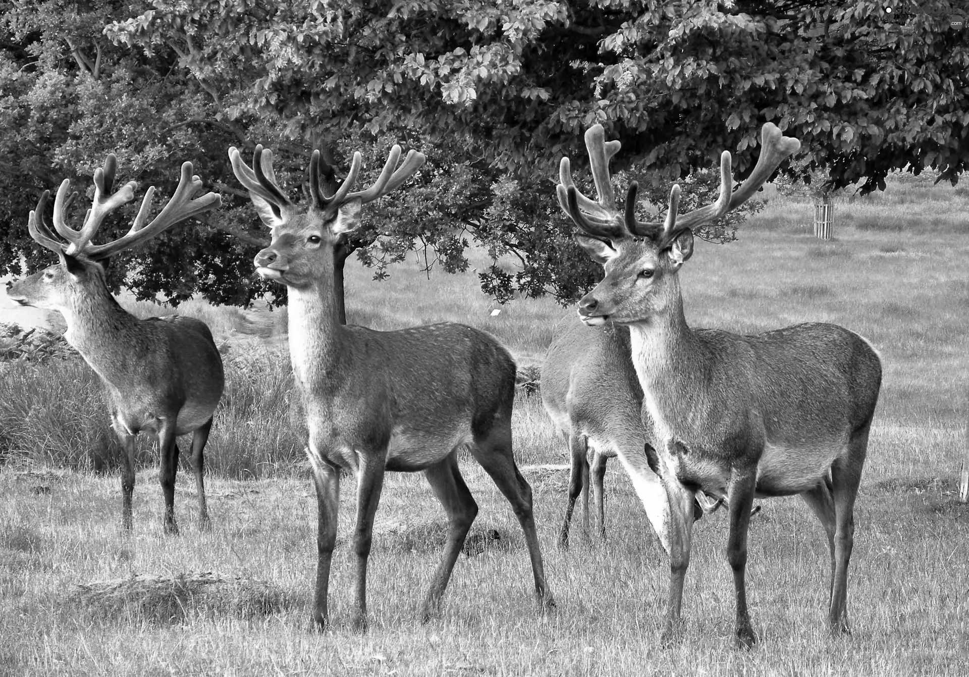 Deer, trees, viewes, car in the meadow