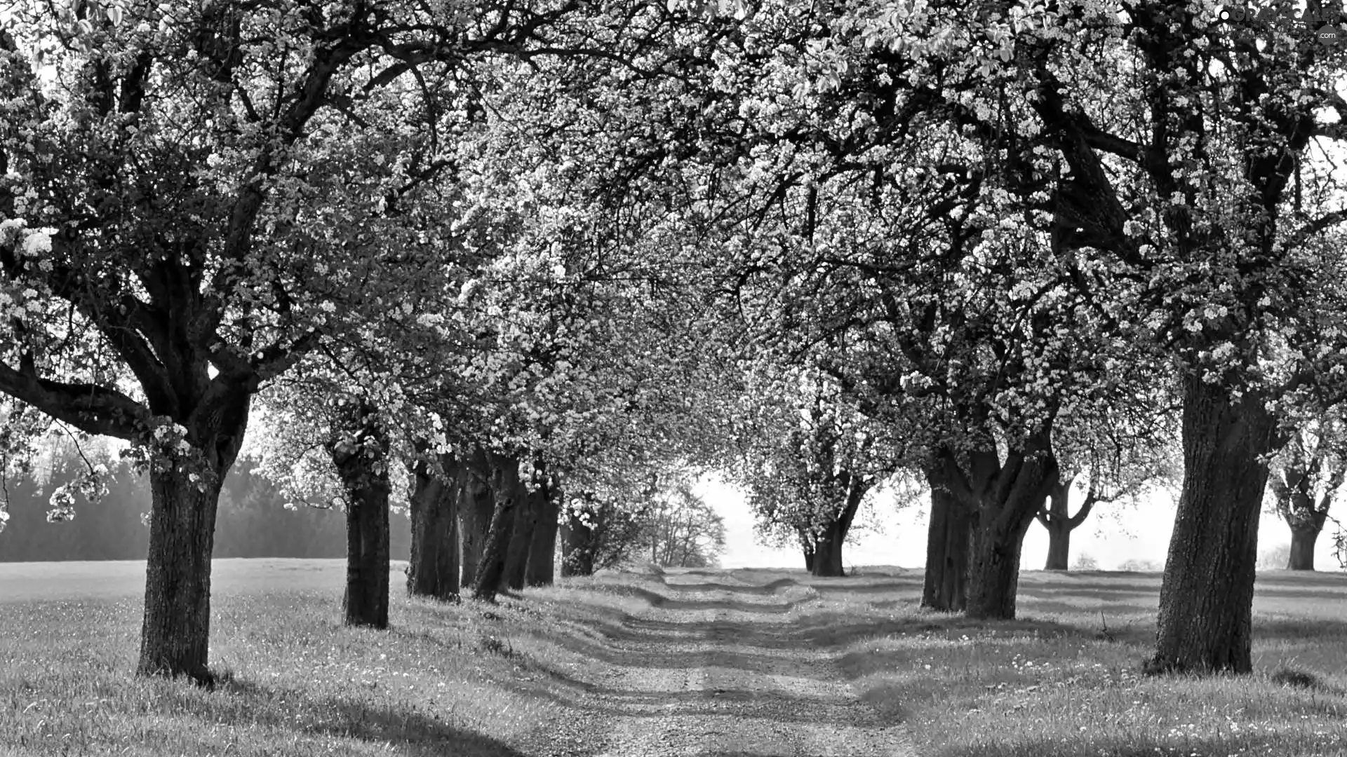 sun, flourishing, viewes, luminosity, medows, Way, trees, shadow, flash, ligh