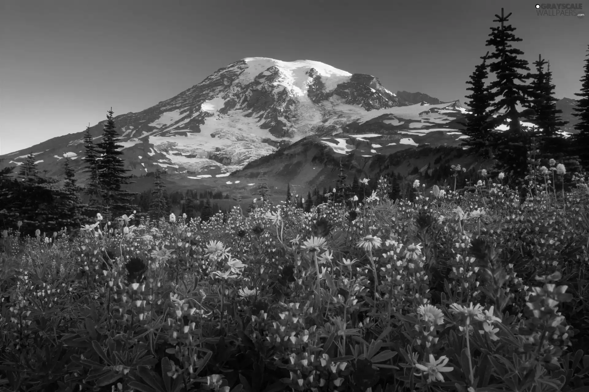 trees, Mount Rainier National Park, Meadow, viewes, lupine, The United States, Washington State, Stratovolcano Mount Rainier, Mountains, clouds, Flowers