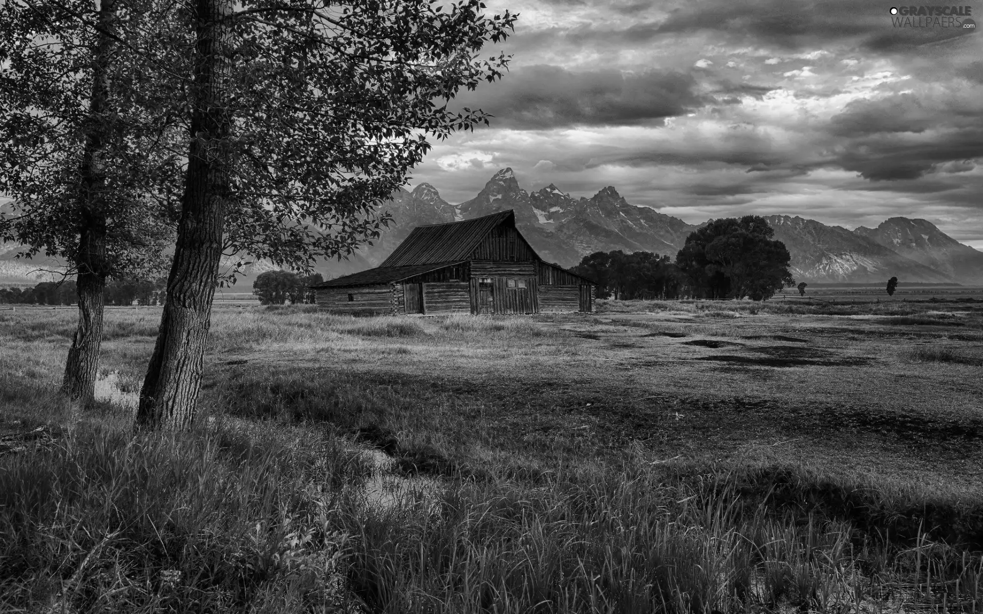 trees, viewes, cote, Meadow, Mountains