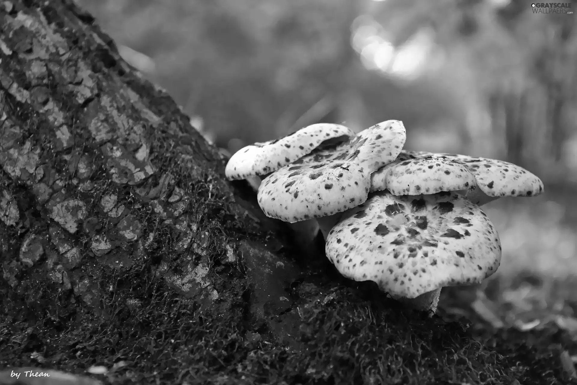 trees, viewes, an, trunk, mushroom