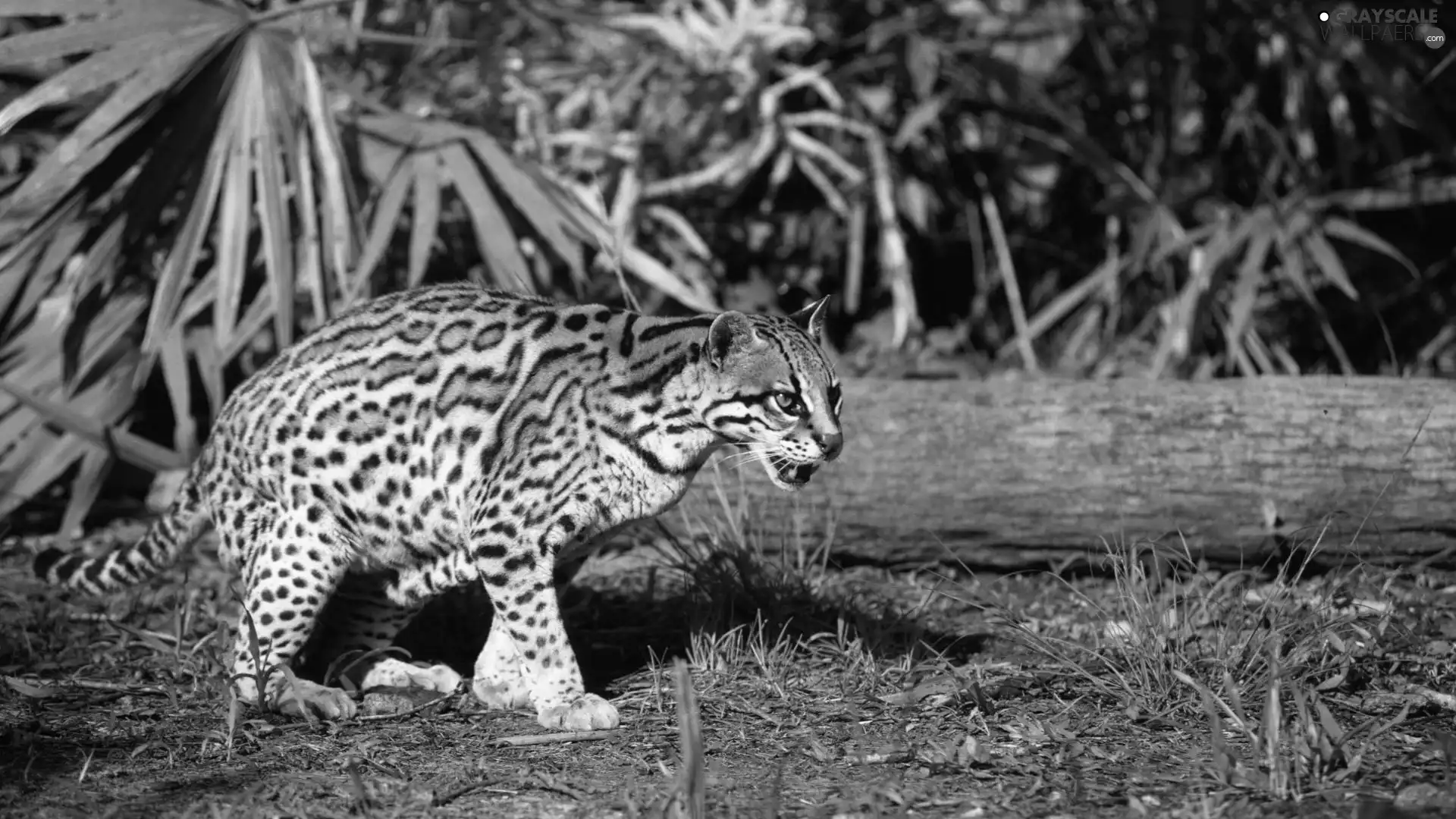 trees, viewes, Stealth, trunk, ocelot