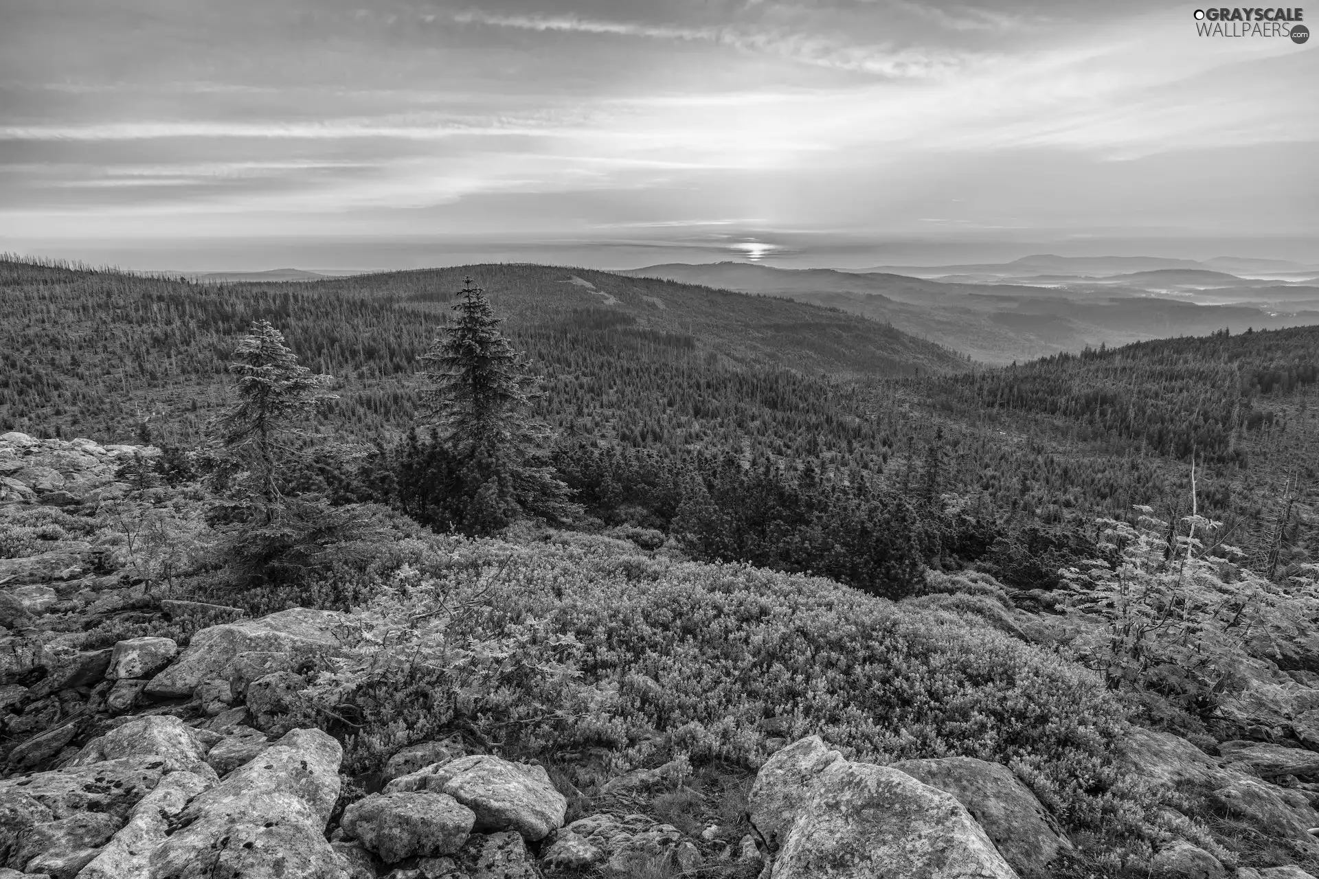 trees, rays of the Sun, woods, rocks, Mountains, viewes, graphics