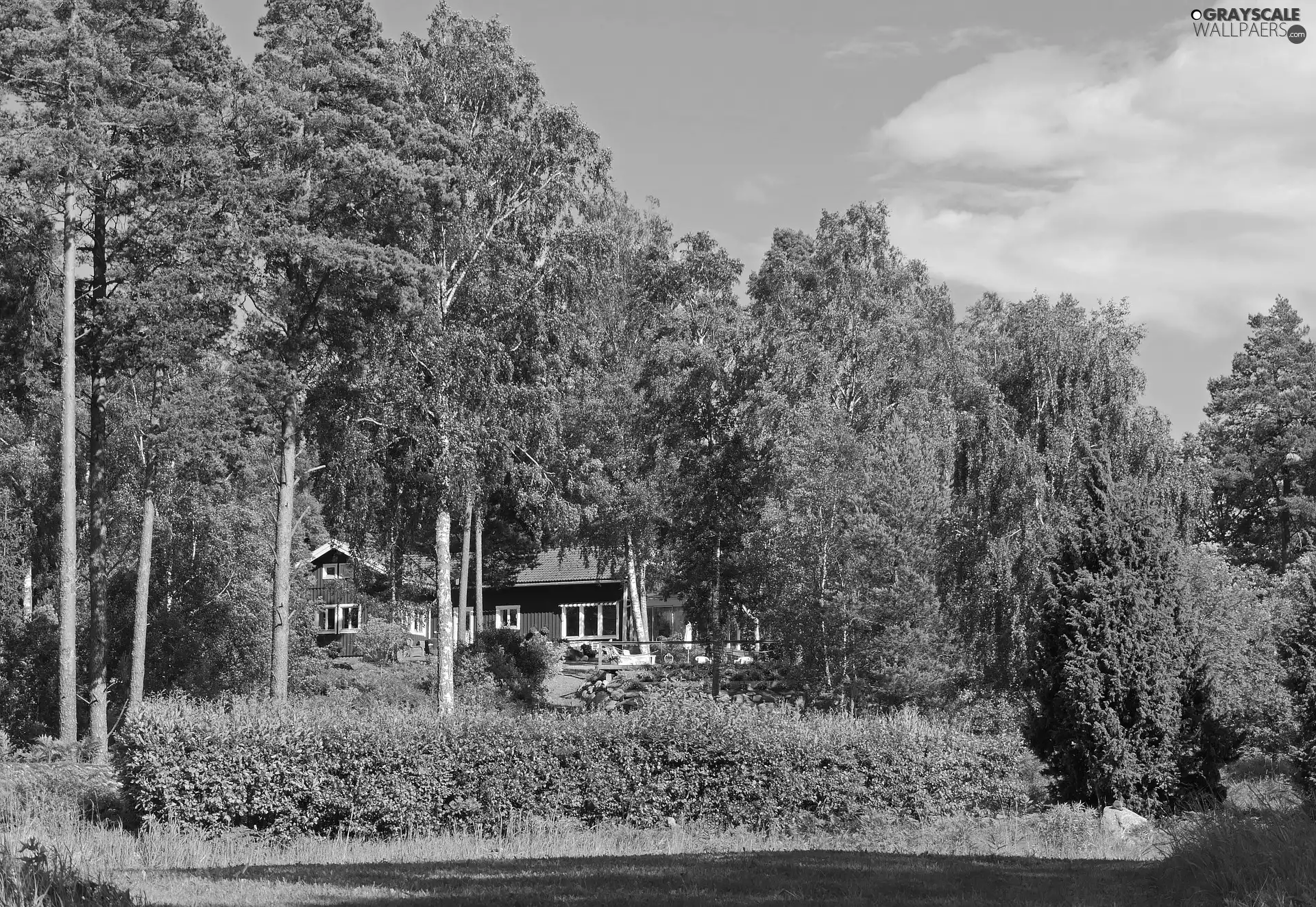 house, trees, viewes, green ones