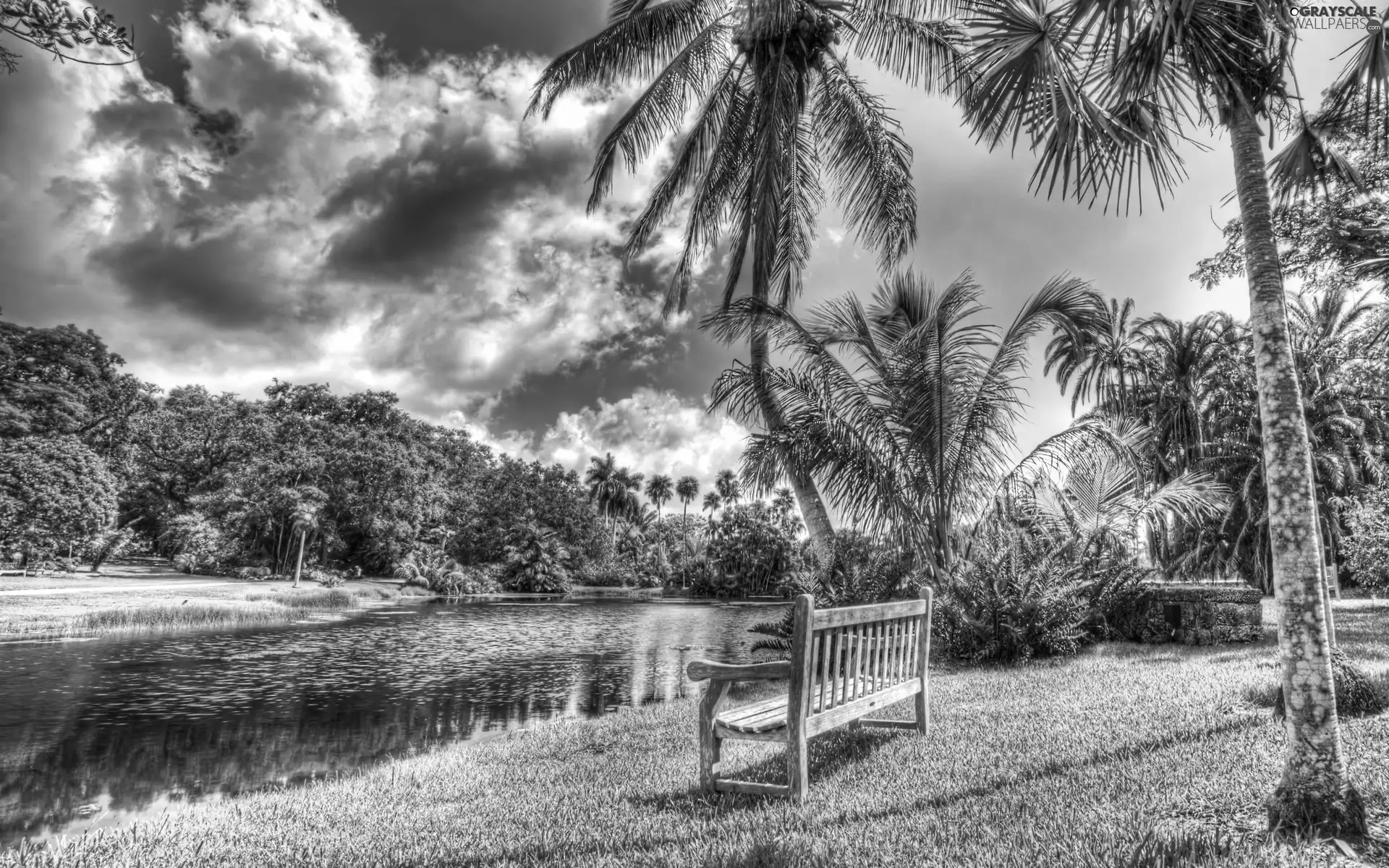 trees, viewes, River, Bench, Palms