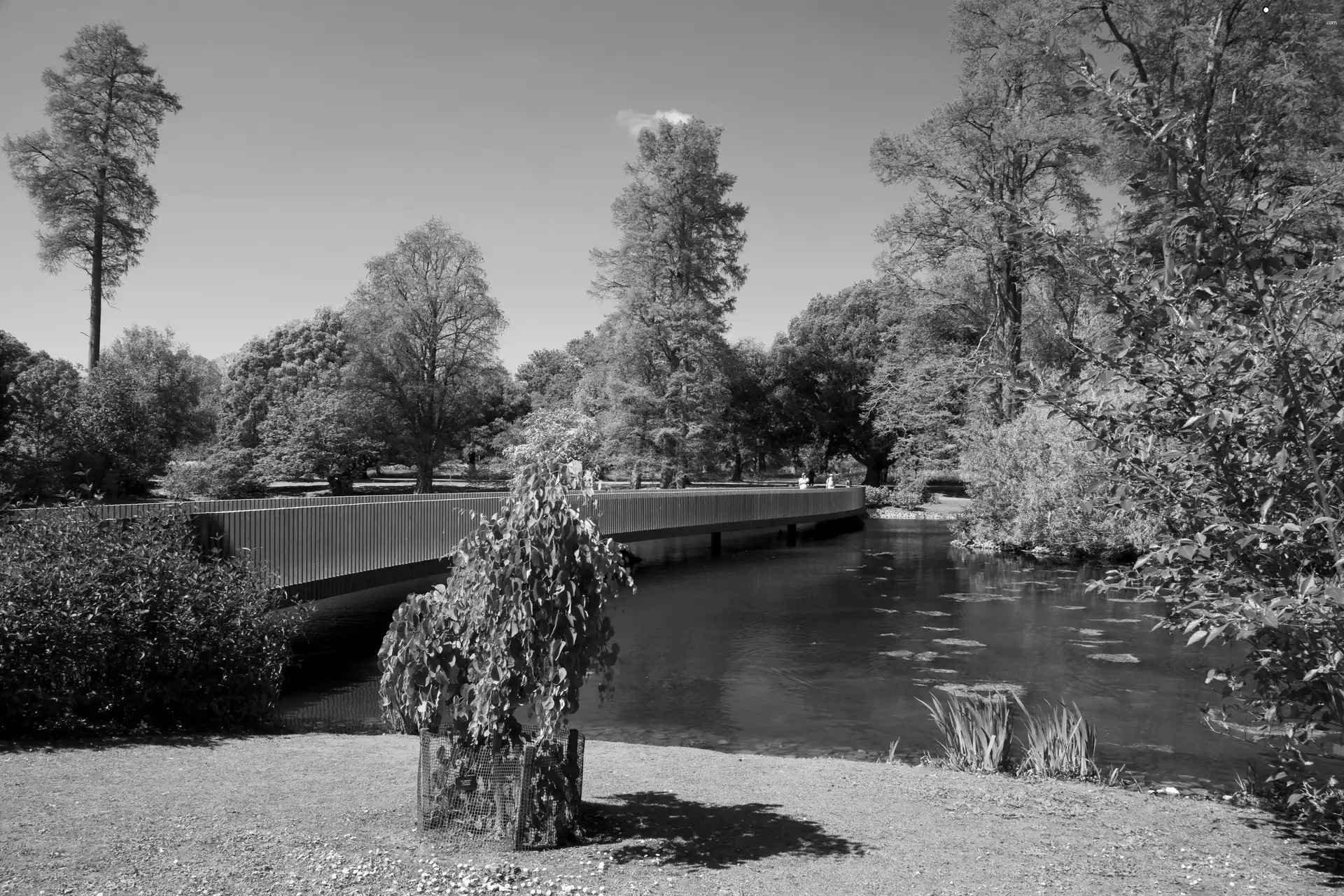 trees, viewes, River, bridge, Park