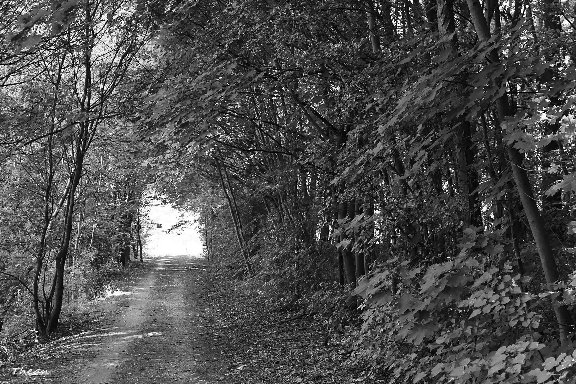 trees, viewes, cycling, forest, Path