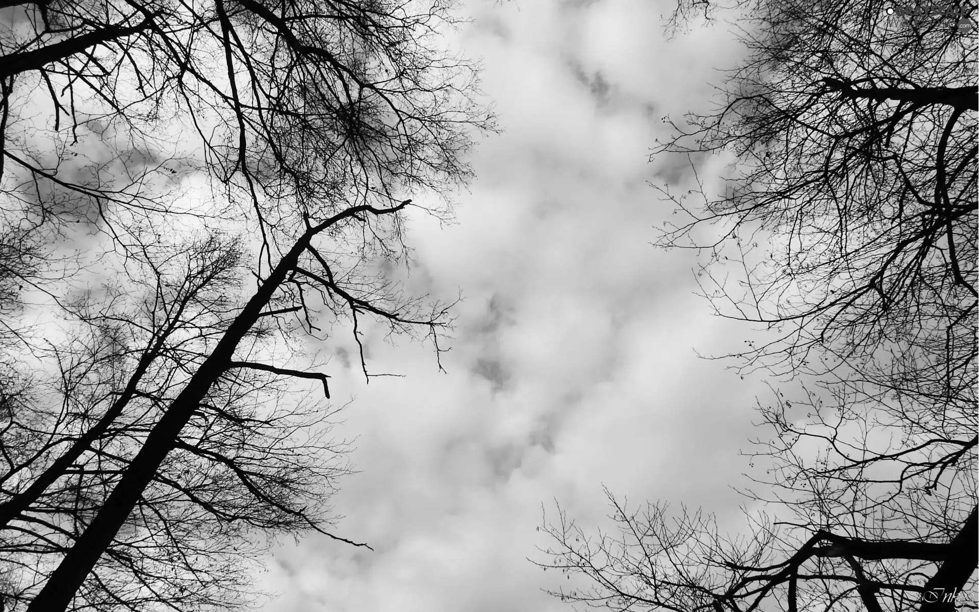 trees, viewes, clouds, branch pics, Sky