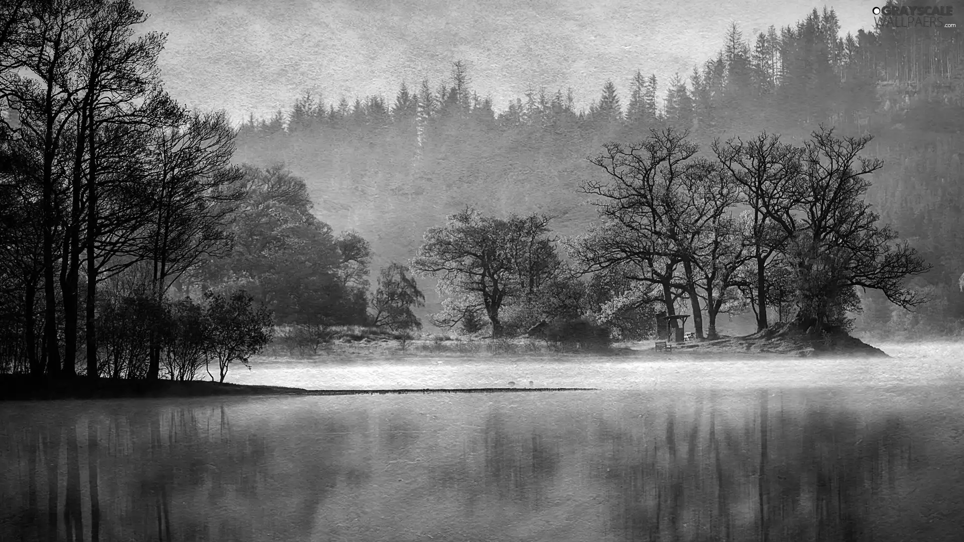 trees, viewes, forest, lake, picture