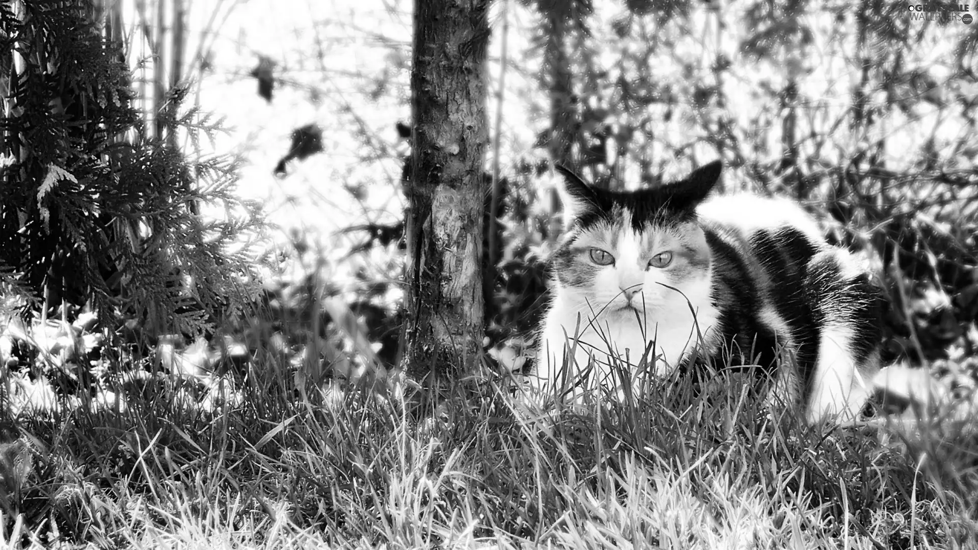 trees, viewes, cat, grass, pinto