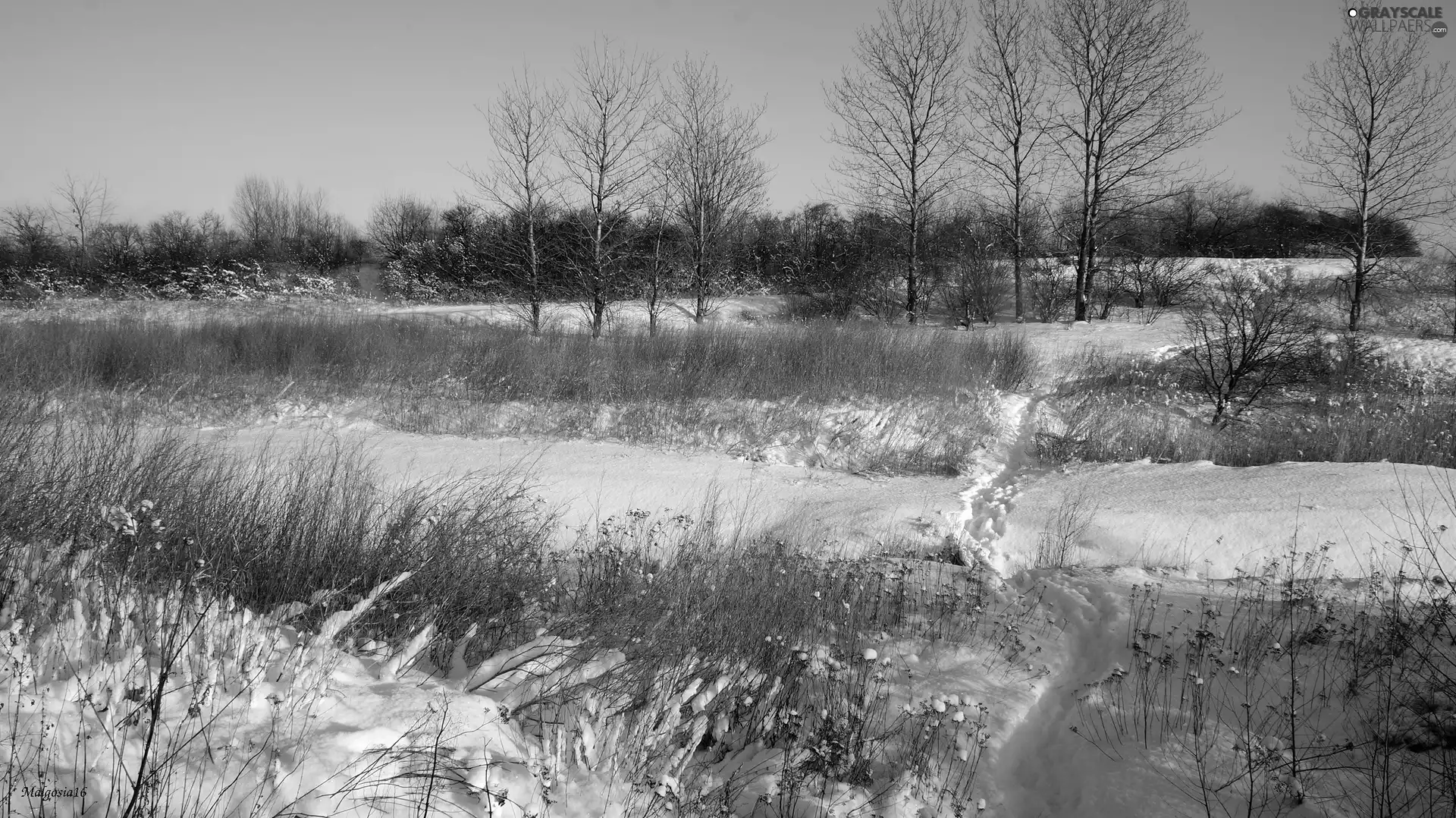 withered, winter, trees, viewes, Plants, snow