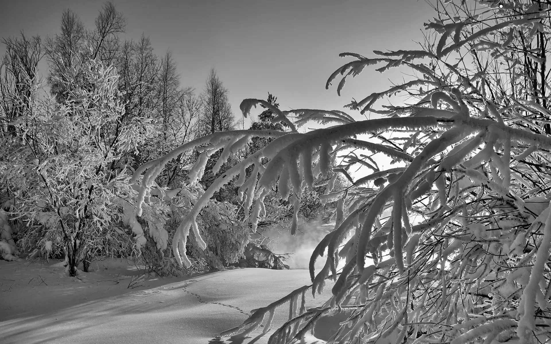 sun, Snowy, viewes, luminosity, Przebijające, forest, trees, winter, flash, ligh