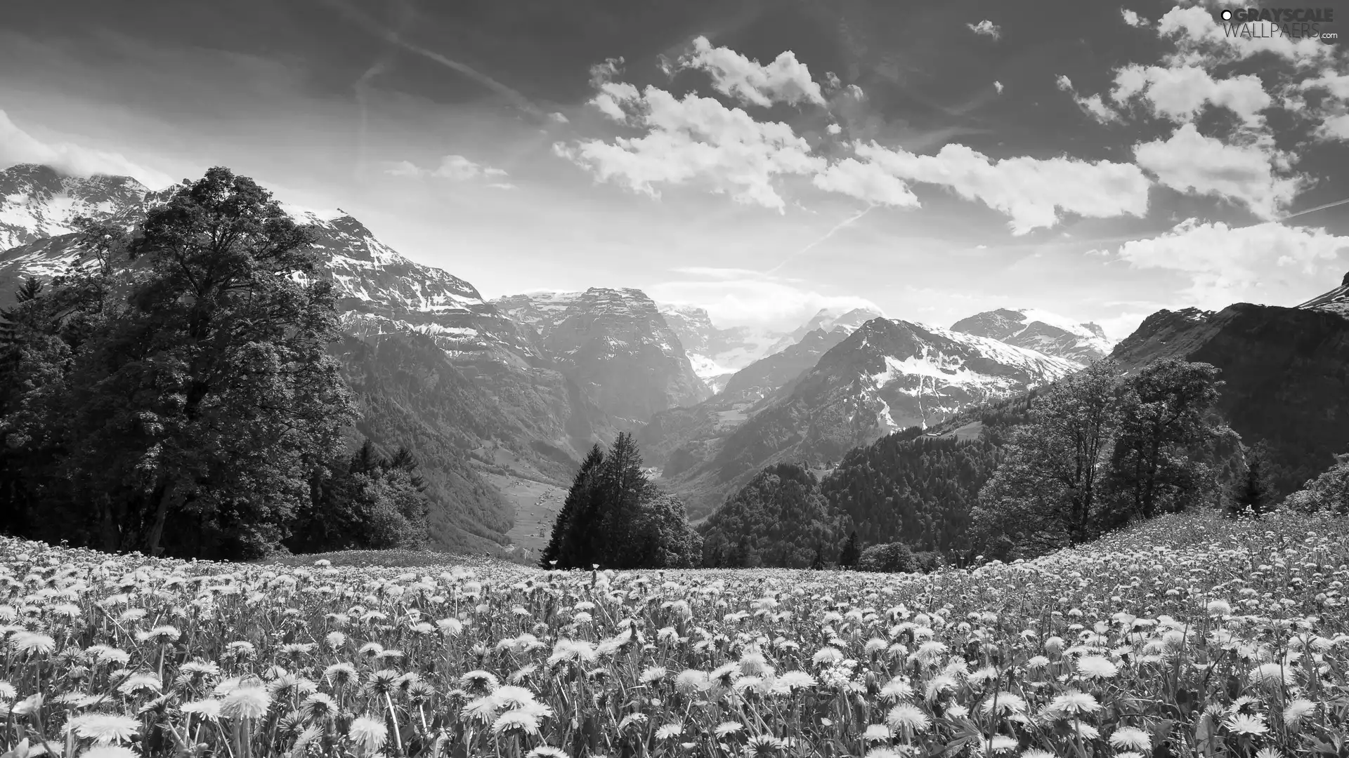 trees, viewes, medical, Mountains, puffball