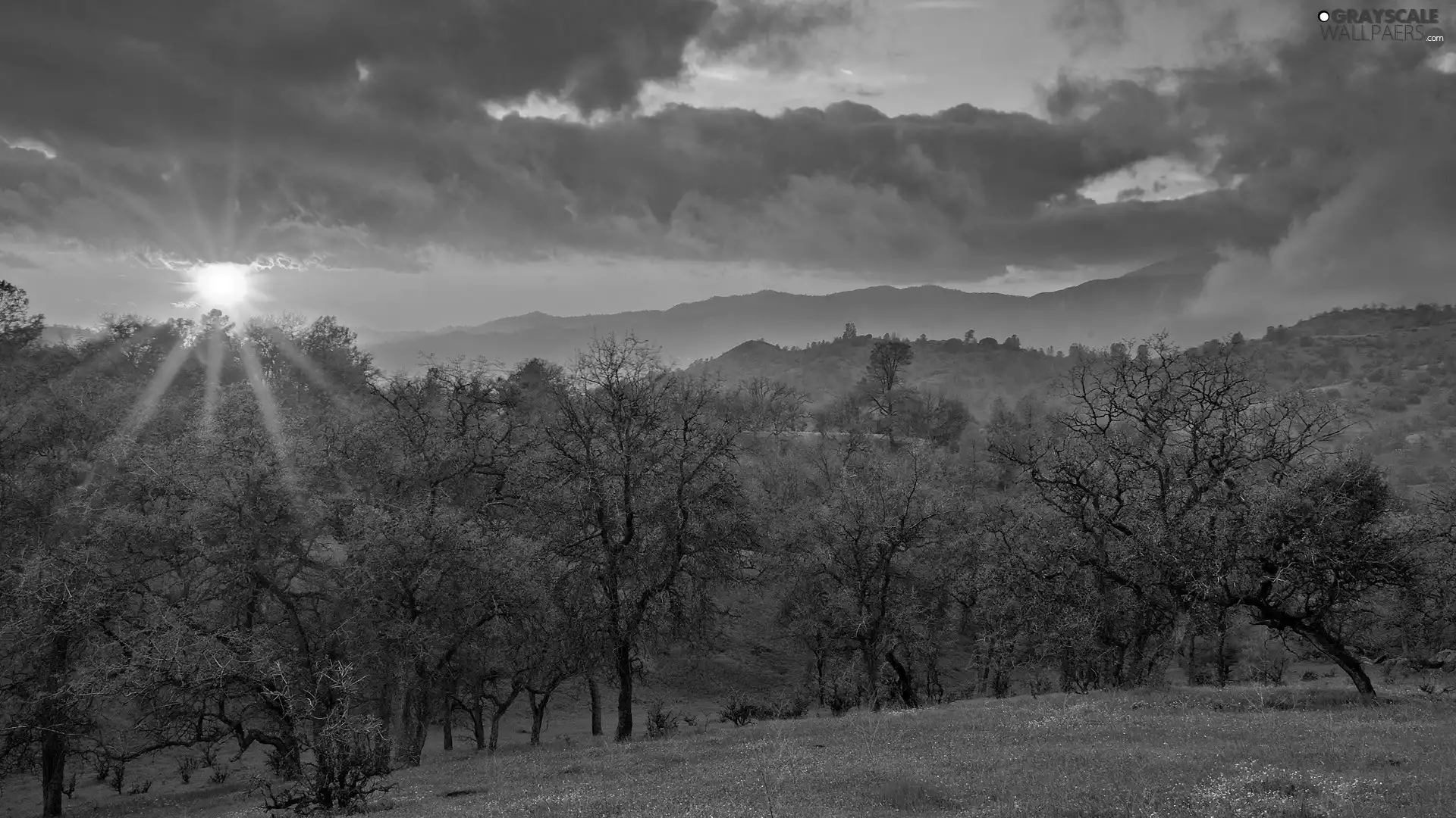 trees, viewes, sun, Mountains, rays