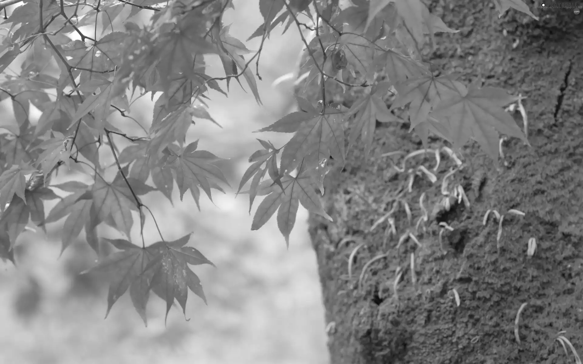 trees, viewes, leaves, trunk, Red