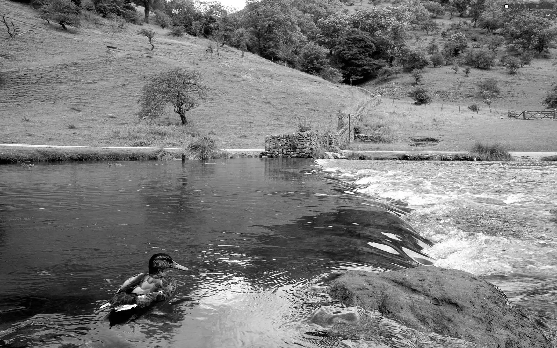 trees, viewes, duck, Hill, River