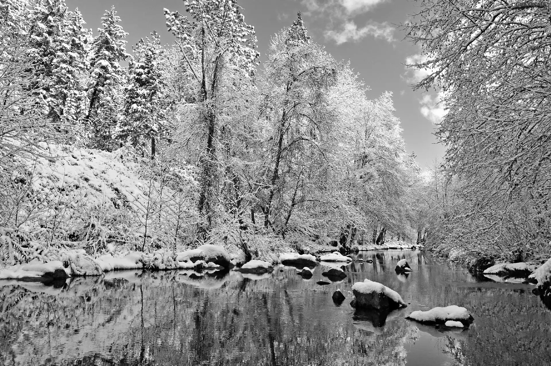 trees, viewes, forest, Snowy, River