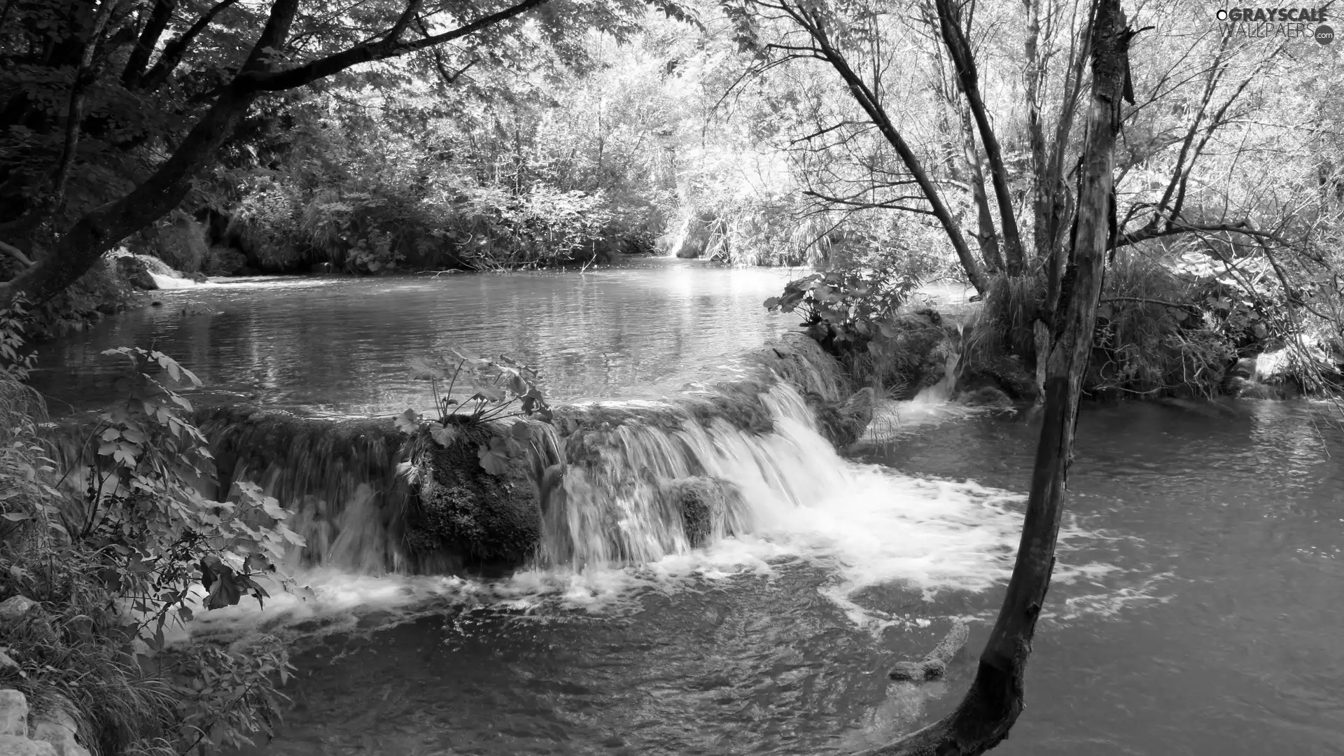 trees, viewes, azure, water, River