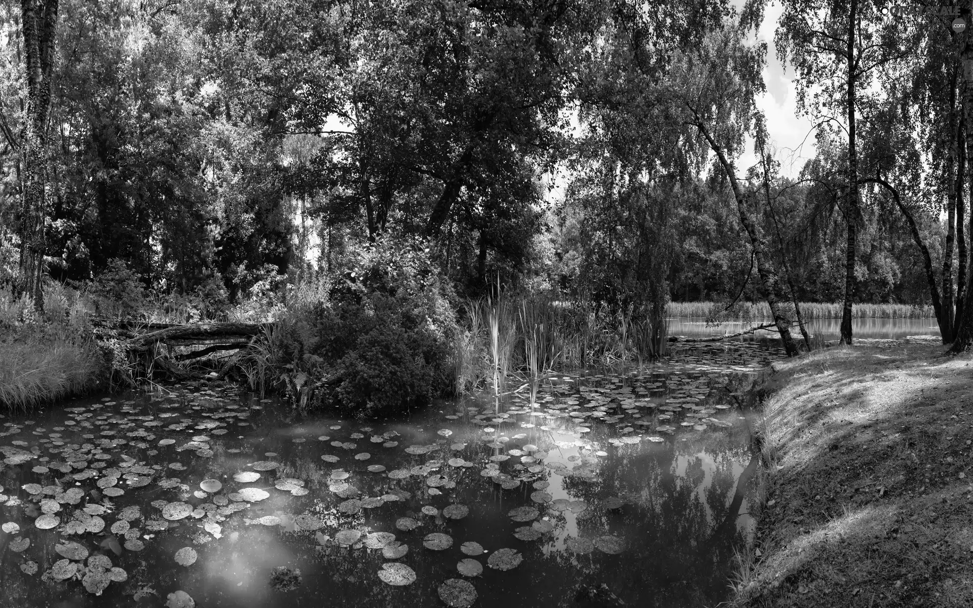 lily, River, trees, viewes, rushes, Leaf