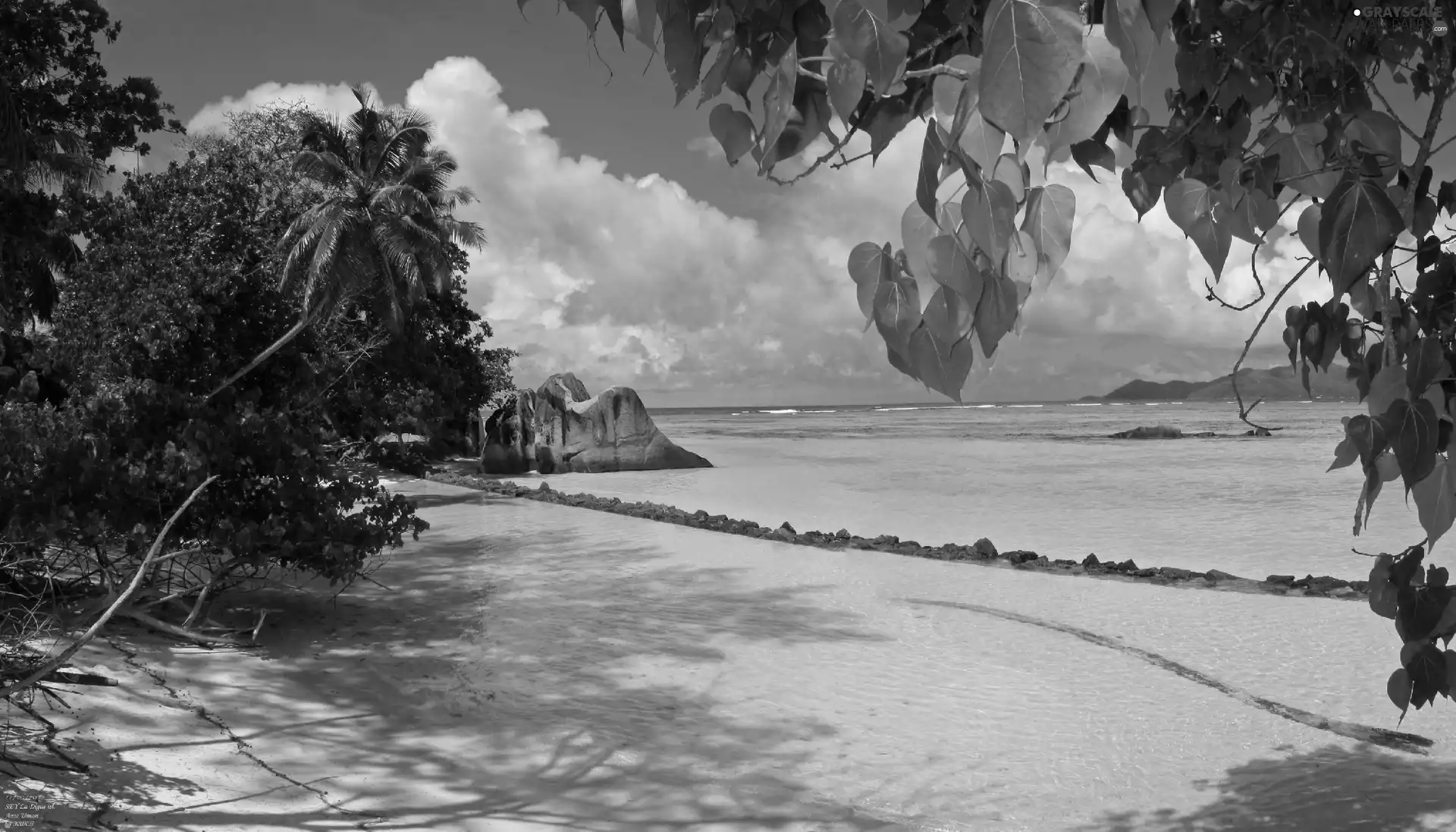 trees, viewes, Beaches, Rocks, sea