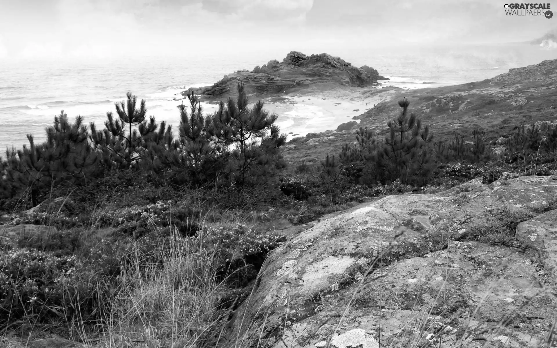 trees, viewes, Beaches, Rocks, sea