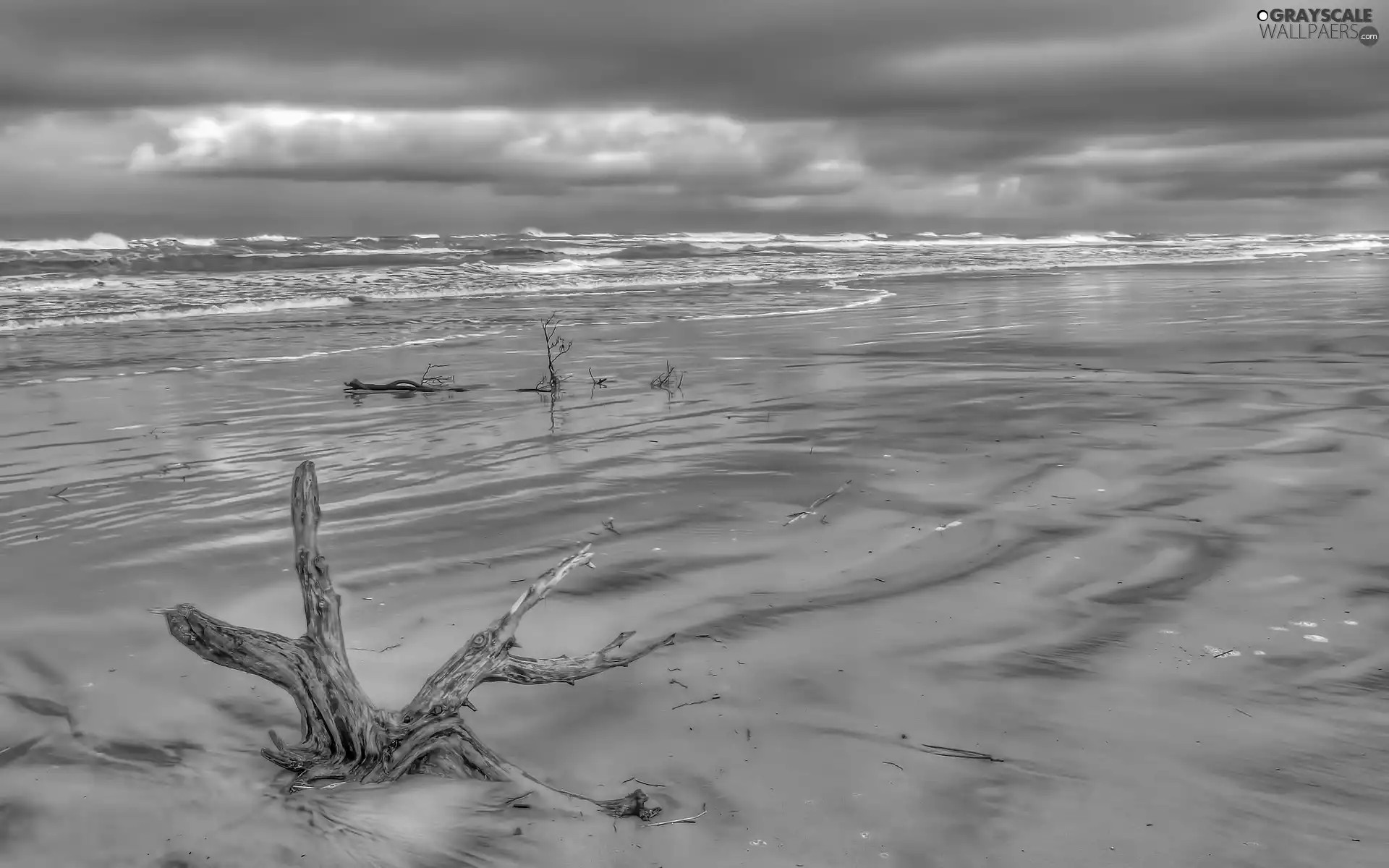 trees, viewes, Beaches, root, sea