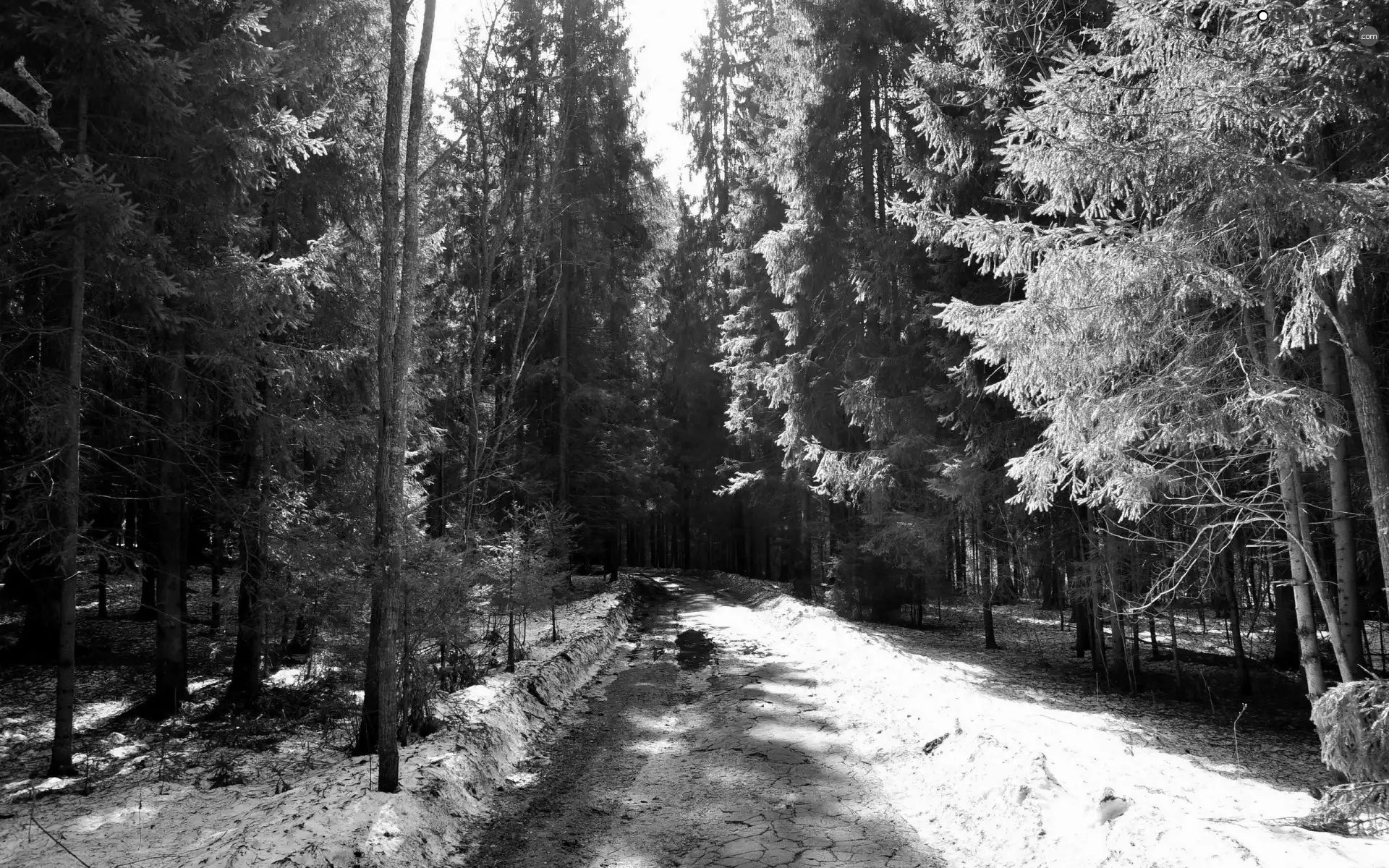 trees, viewes, forest, Way, snow