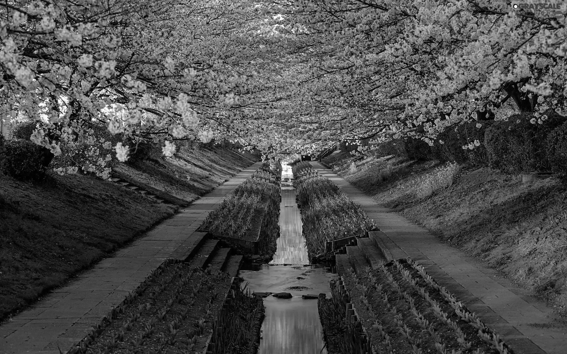 trees, viewes, Park, flourishing, Spring