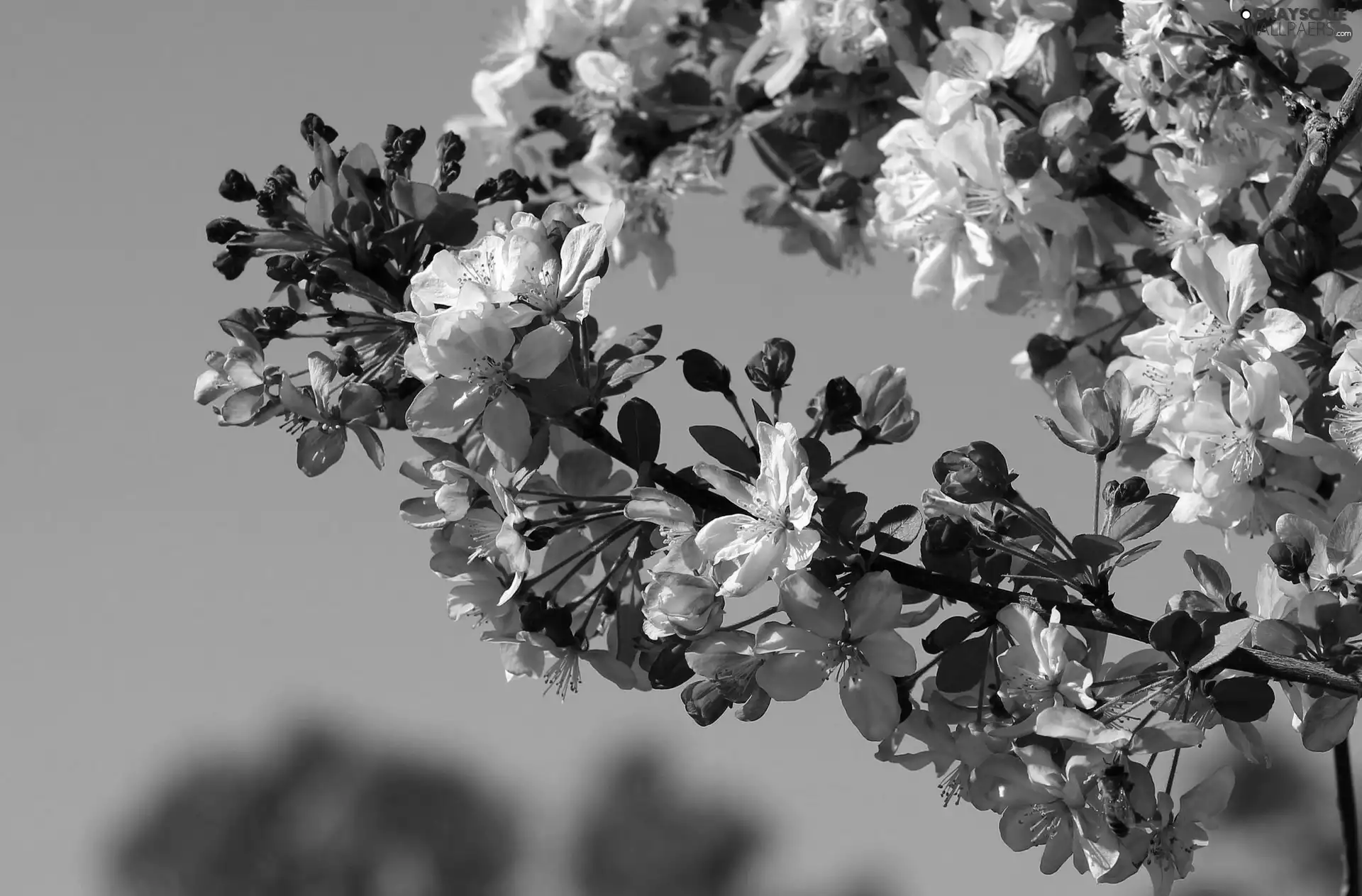 trees, viewes, Flowers, fruit, Spring