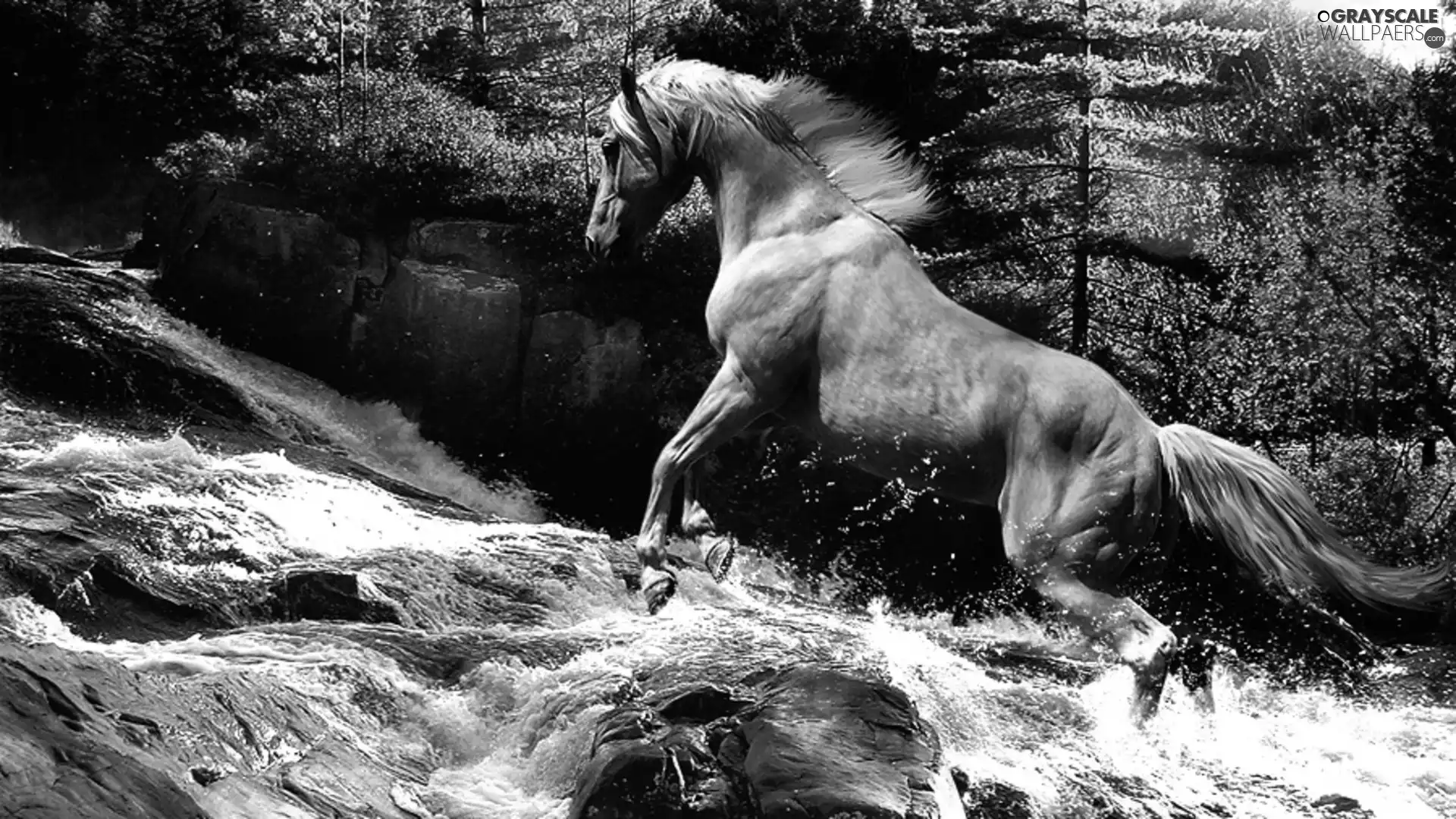 River, Horse, trees, viewes, Stones, tear