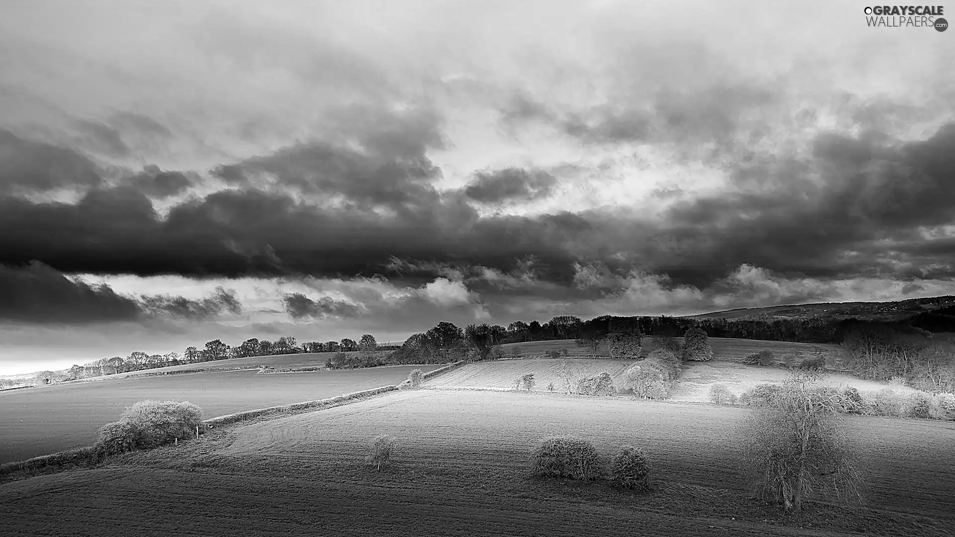 trees, viewes, clouds, field, storm