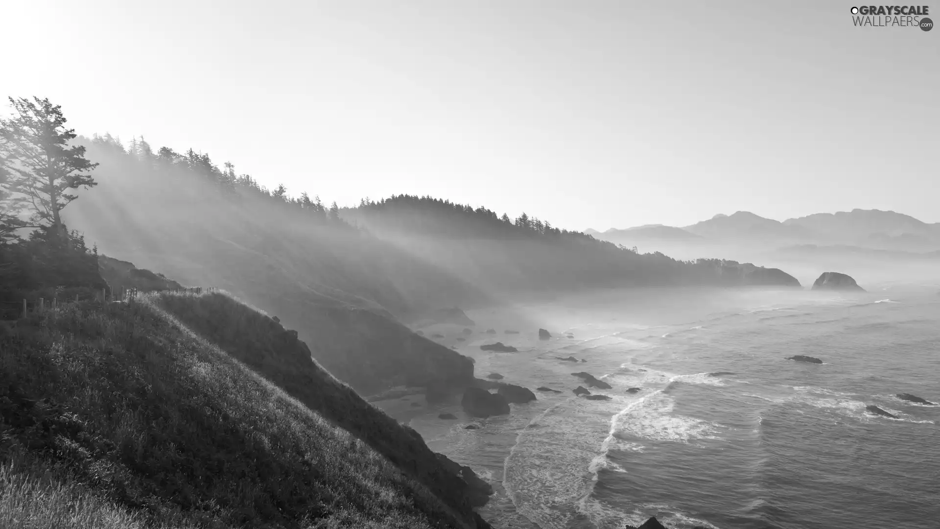 rays, Coast, trees, viewes, sun, sea