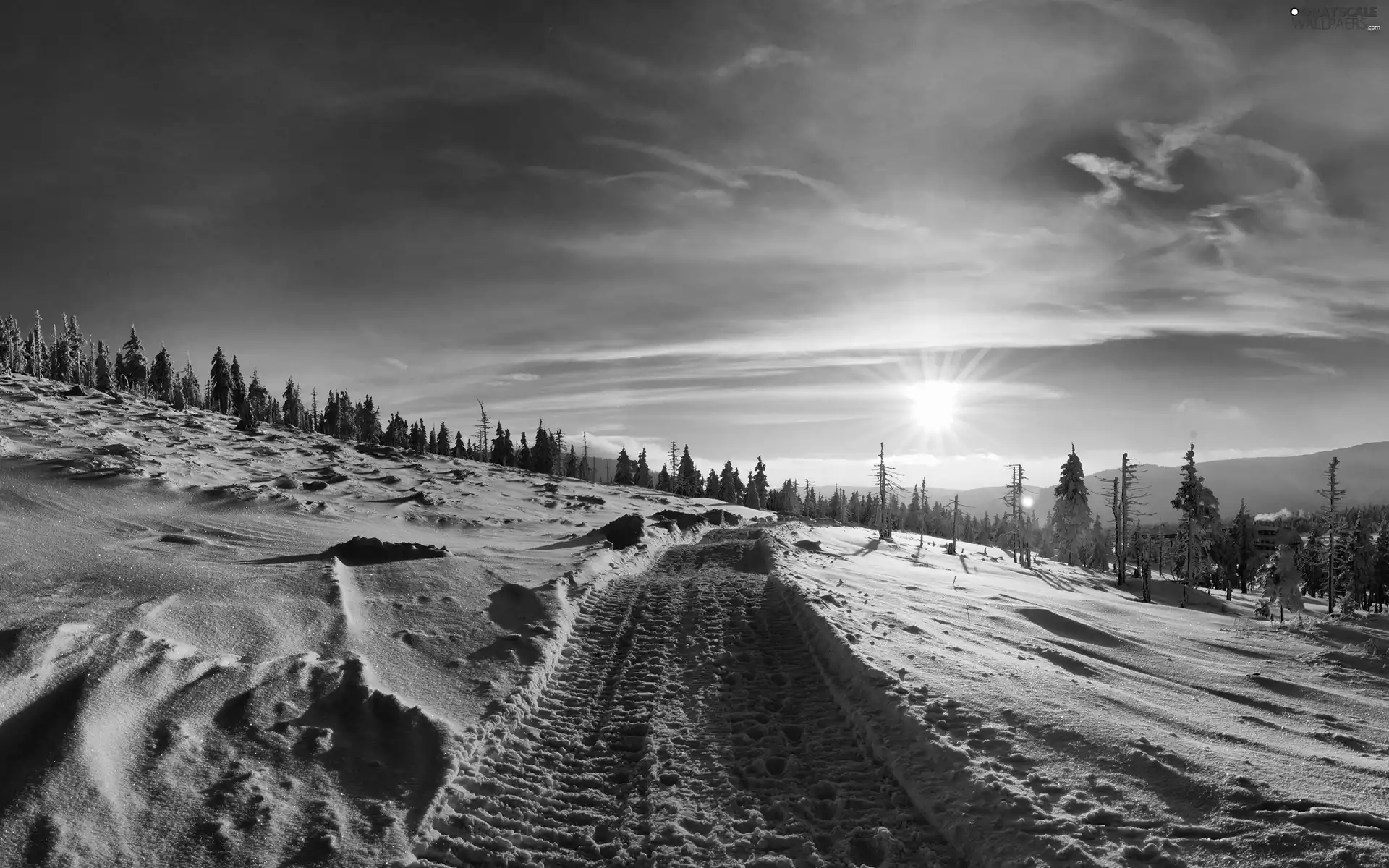 rays, Way, trees, viewes, sun, winter