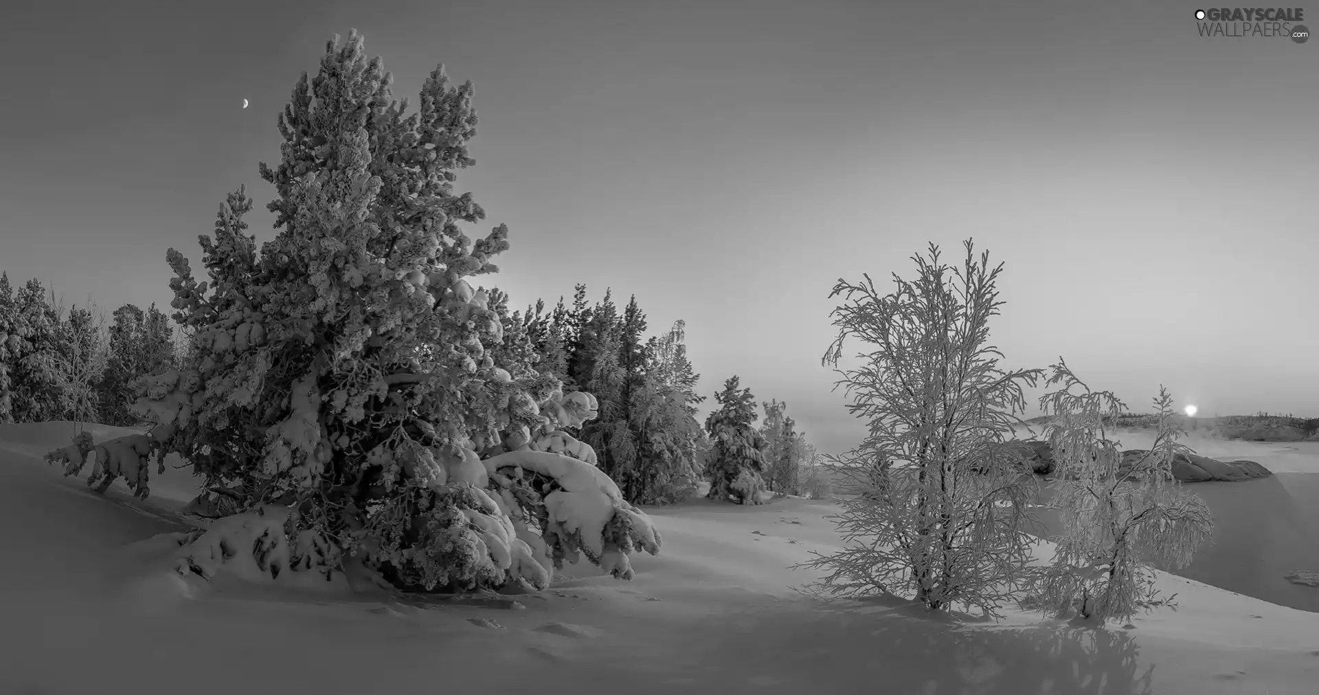 trees, viewes, snow, Great Sunsets, winter