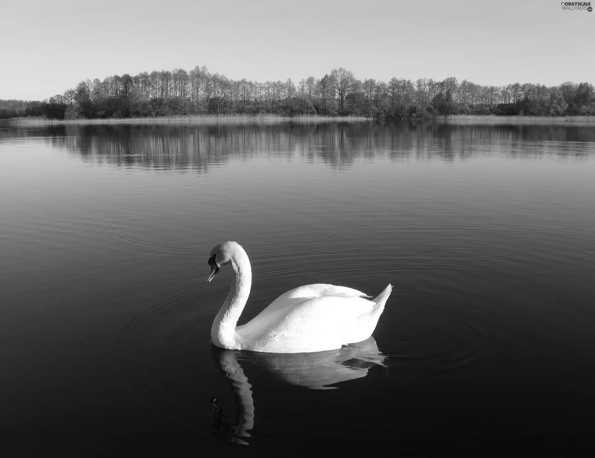 trees, viewes, lake, wet, swan