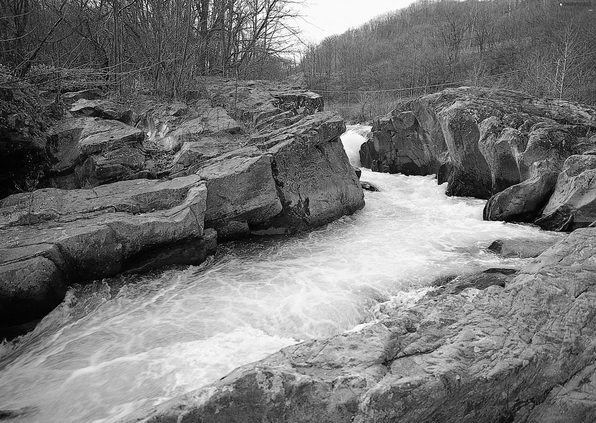 trees, viewes, River, rocks, tear