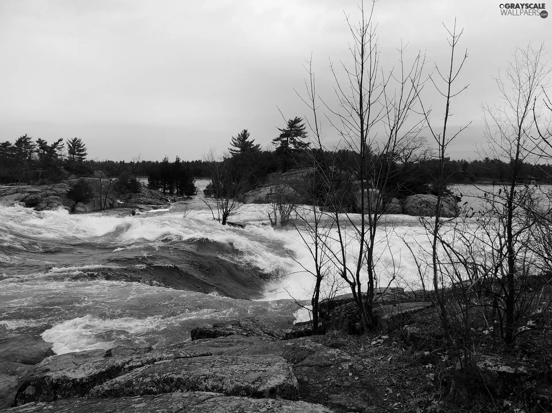 trees, viewes, River, winter, tear