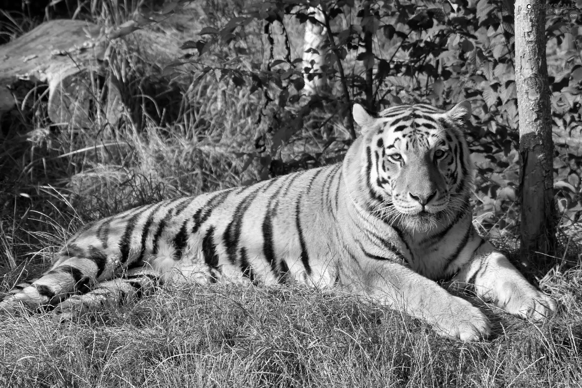 trees, viewes, siberian, grass, tiger