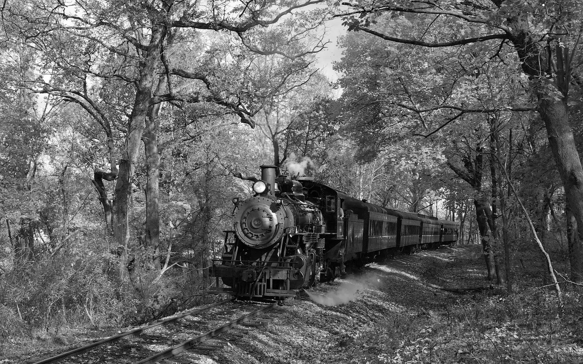 Wagons, locomotive, trees, viewes, track, steam