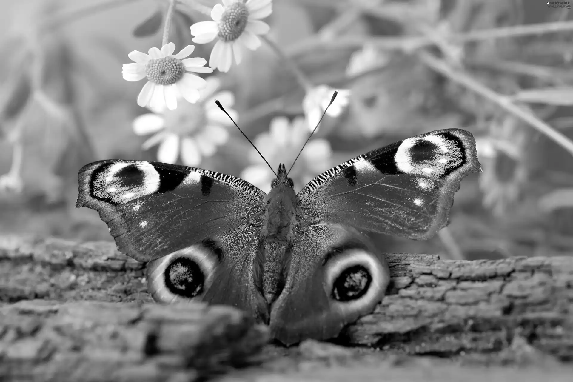 undine, io, viewes, Flowers, trees, butterfly, Beatyfull, trunk