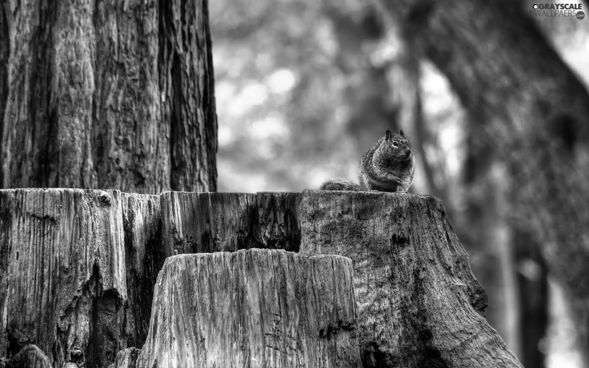 an, whistler, trees, viewes, trunk, sitter