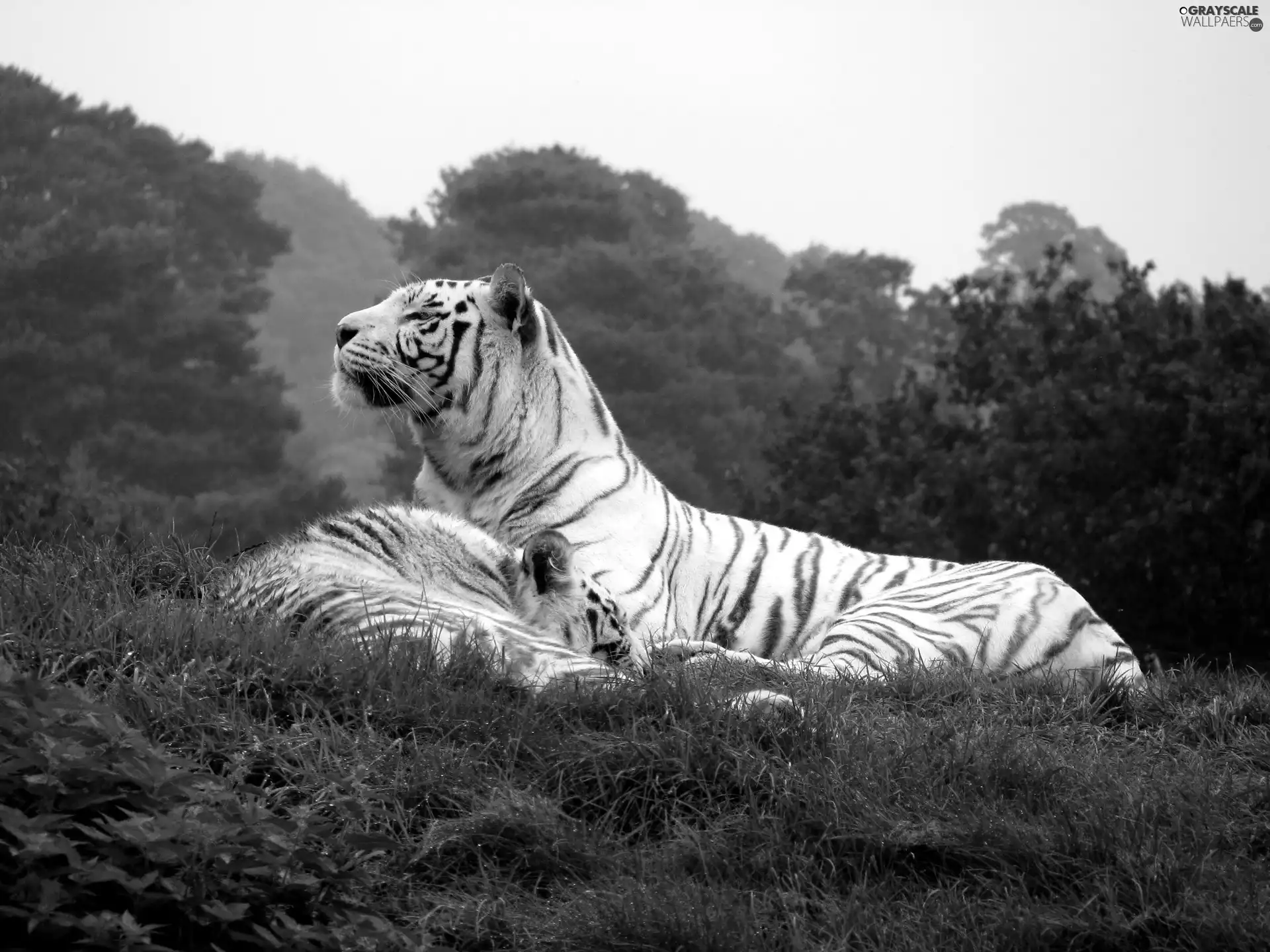 trees, viewes, tigress, grass, Two cars