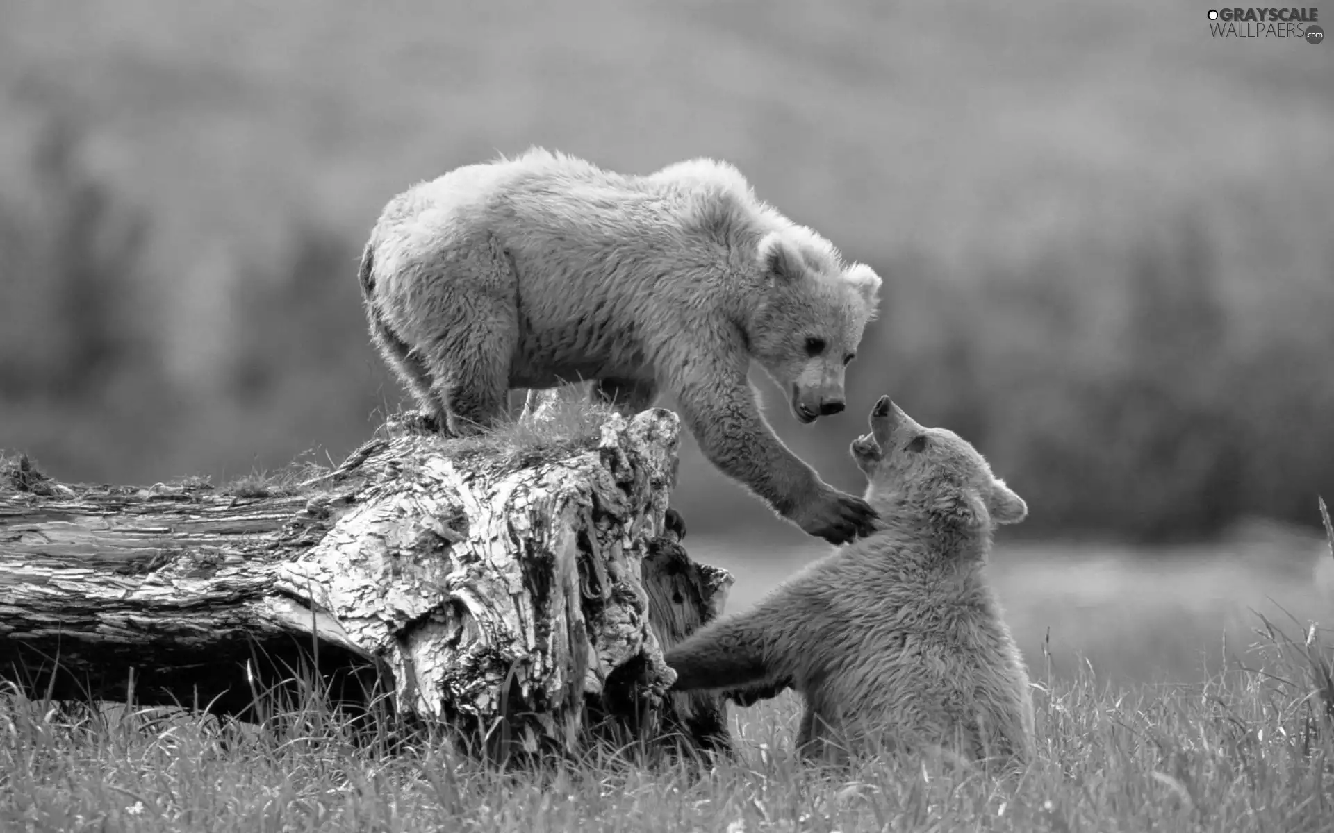 trees, viewes, bear, trunk, Two cars