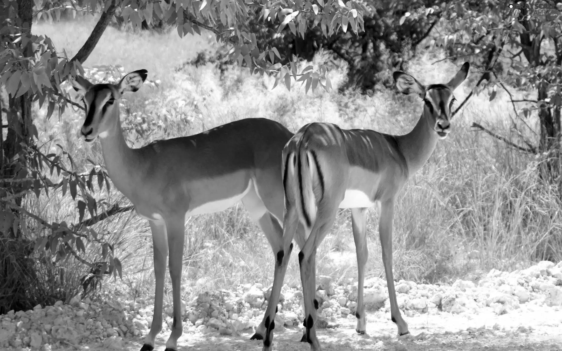 trees, viewes, Antelope, grass, Two