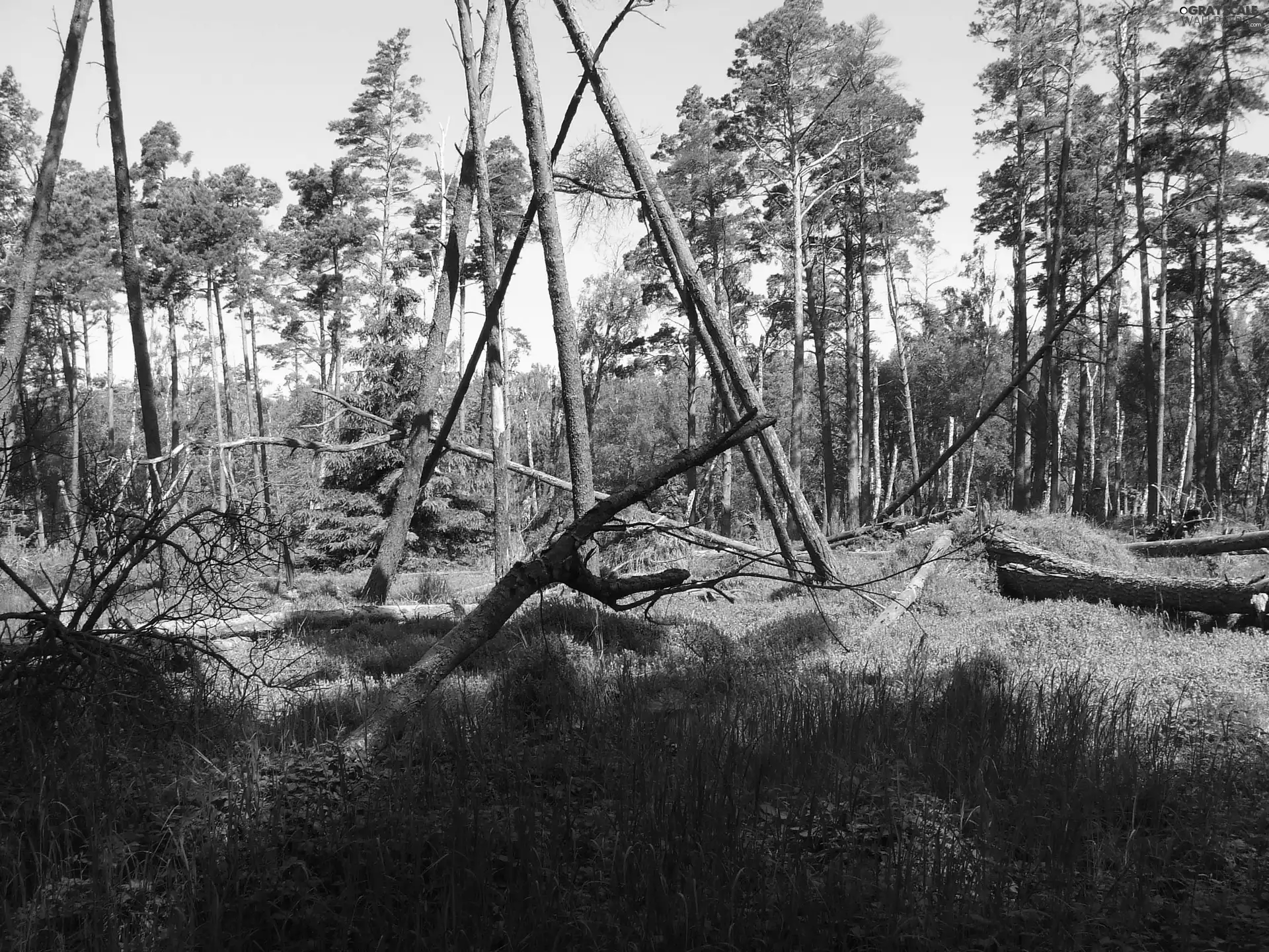 trees, viewes, nature, fallen, vigor